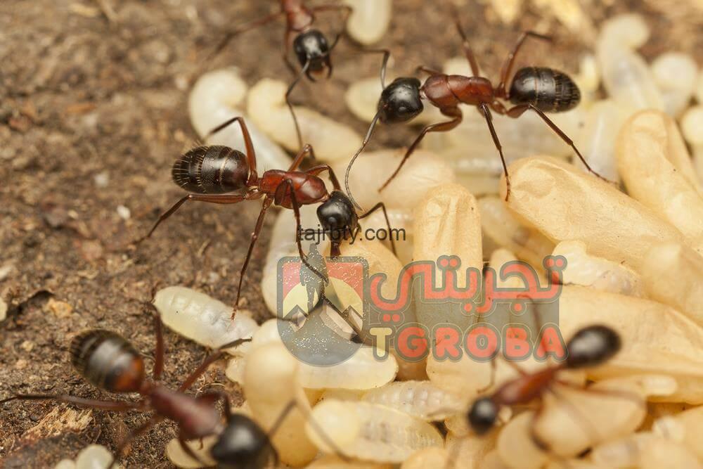 Photo of كيفية التخلص من النمل بصورة نهائية بأفضل الطرق المضمونة