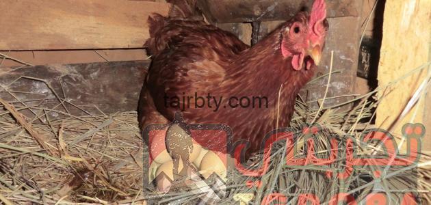 وصفة لزيادة بيض الدجاج