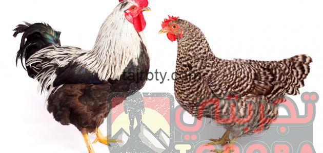 تفسير رؤية الدجاج المذبوح او الحي في المنام