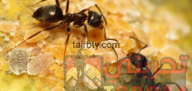 Photo of تفسير رؤية النمل في المنام