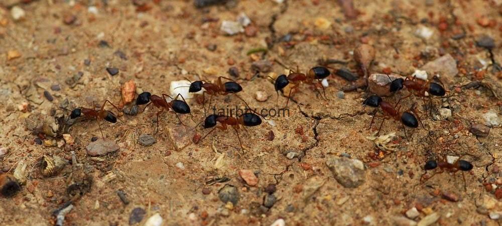 كيفية التخلص من النمل نهائيا