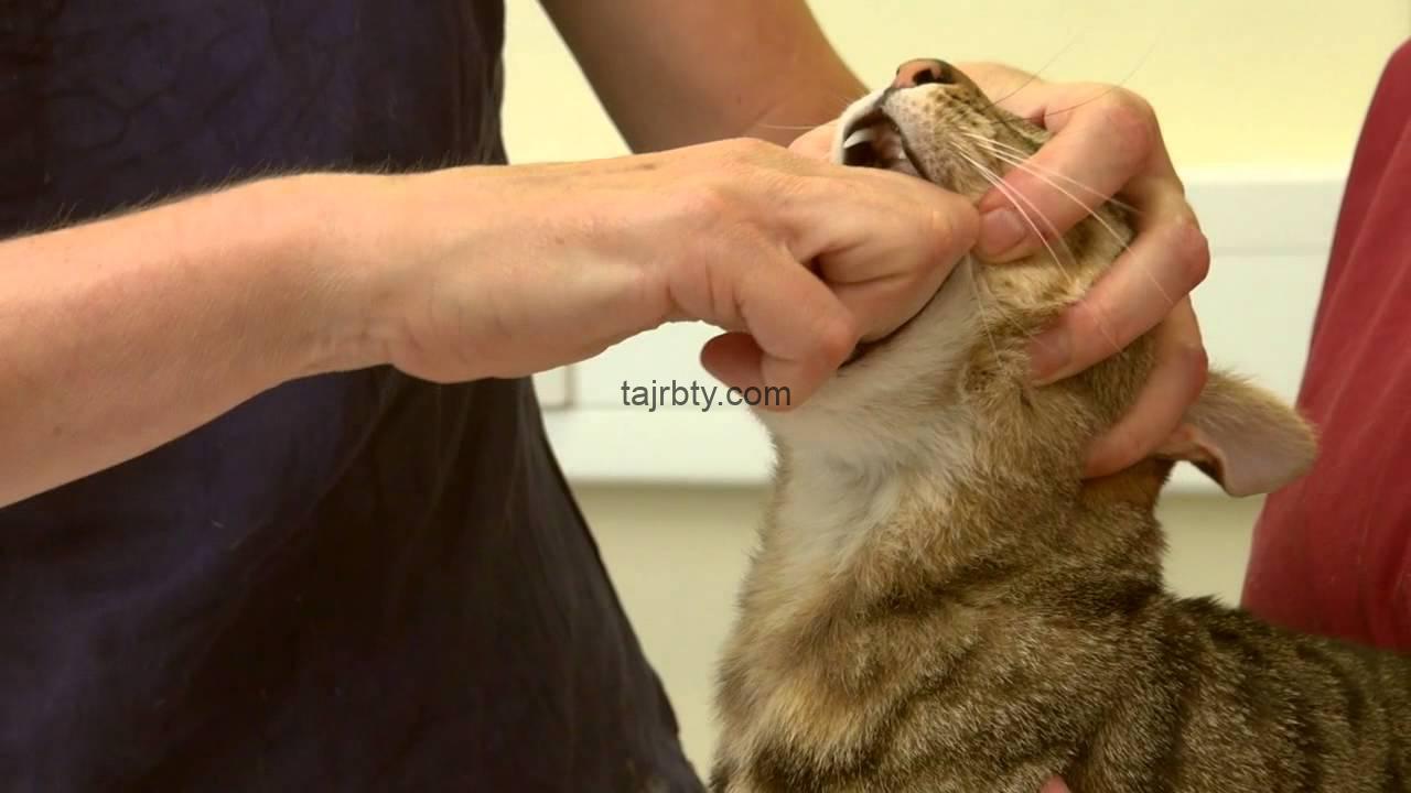 Как открыть рот кошке