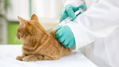 جدول مواعيد تطعيمات القطط وأسعار تطعيمات القطط 2021