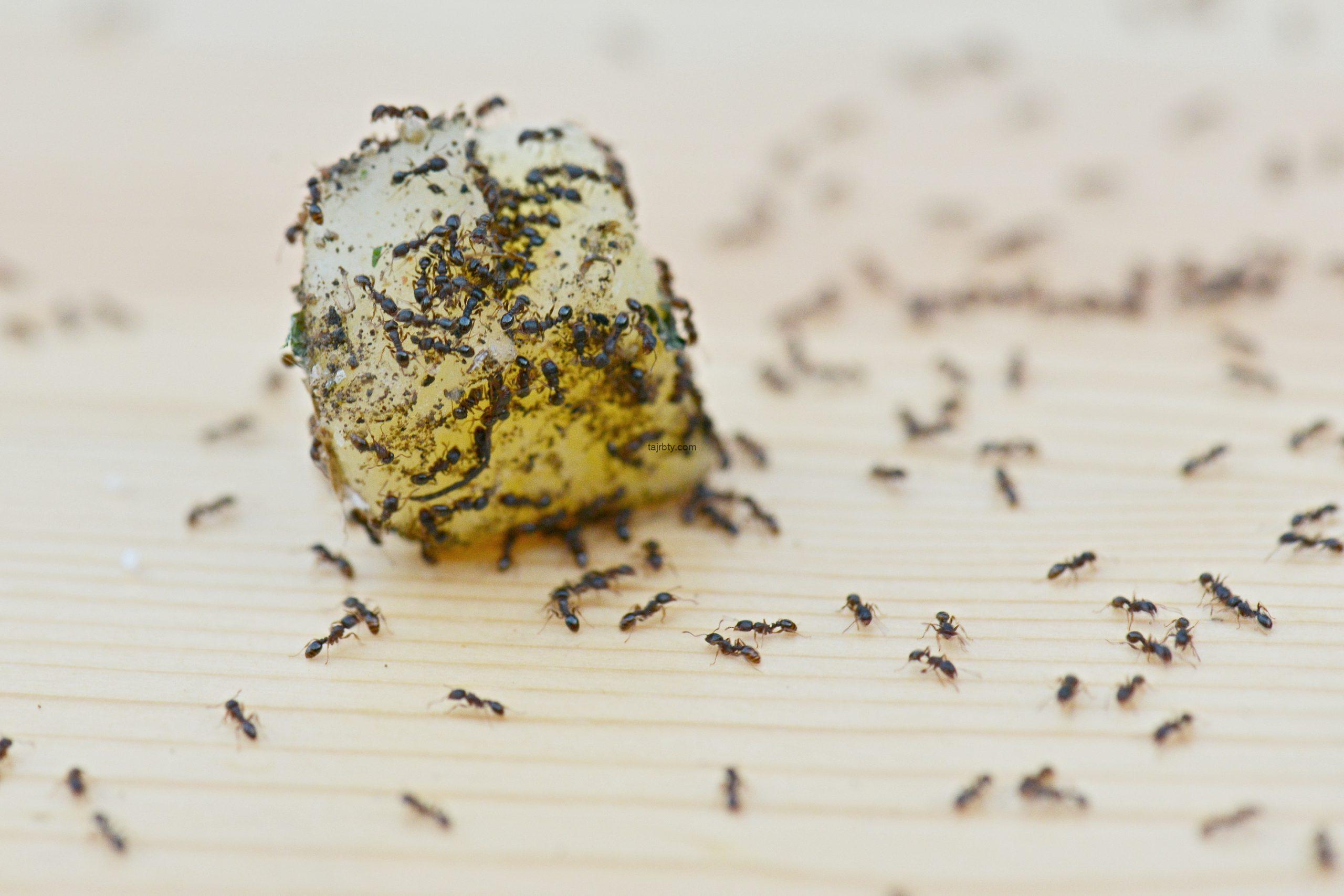  تجارب التخلص من النمل