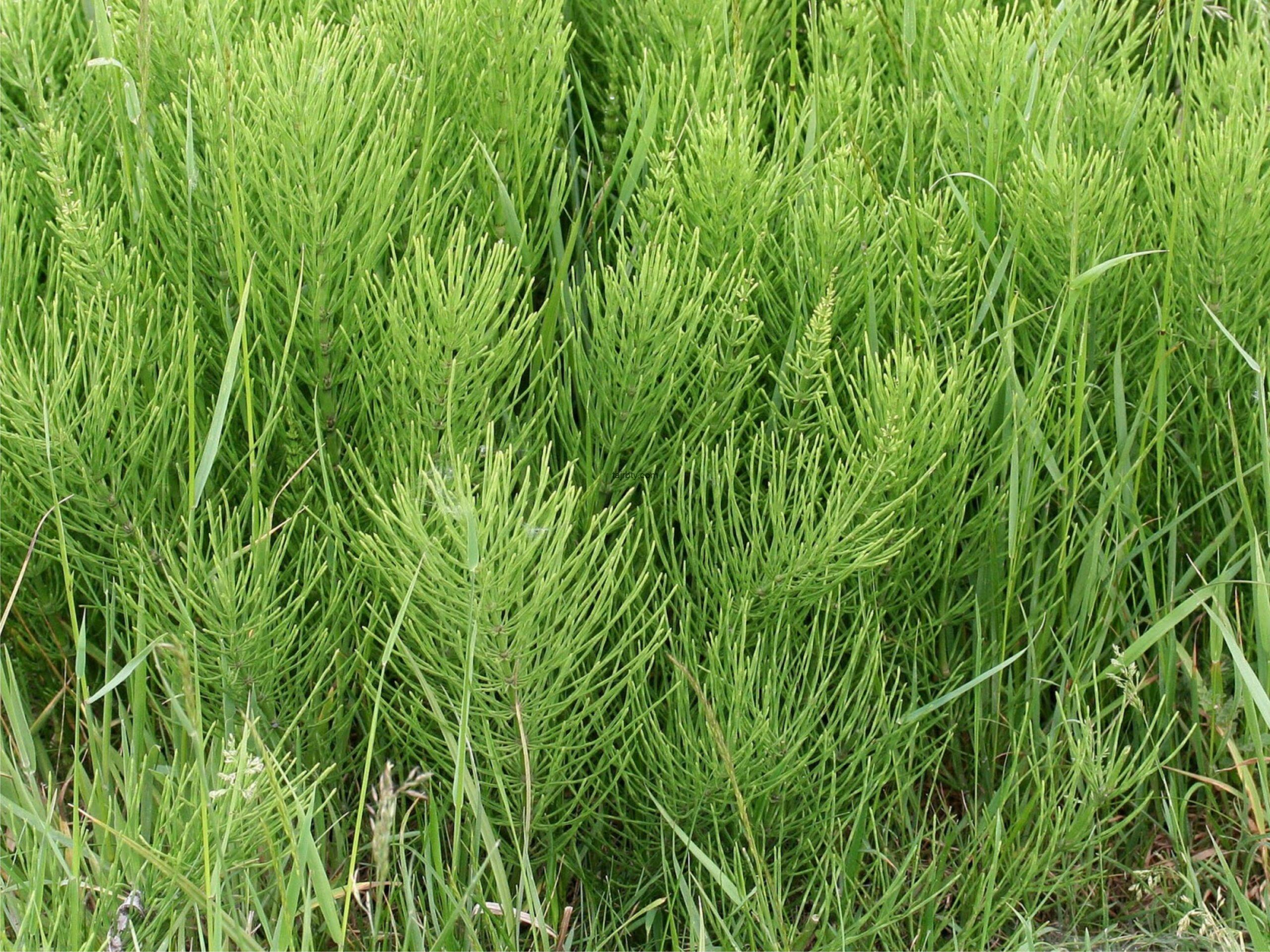 Хвощи хвойные. Хвощ полевой. Хвощ полевой растение. Трава хвоща полевого. Хвощ полевой (Equisetum arvense).